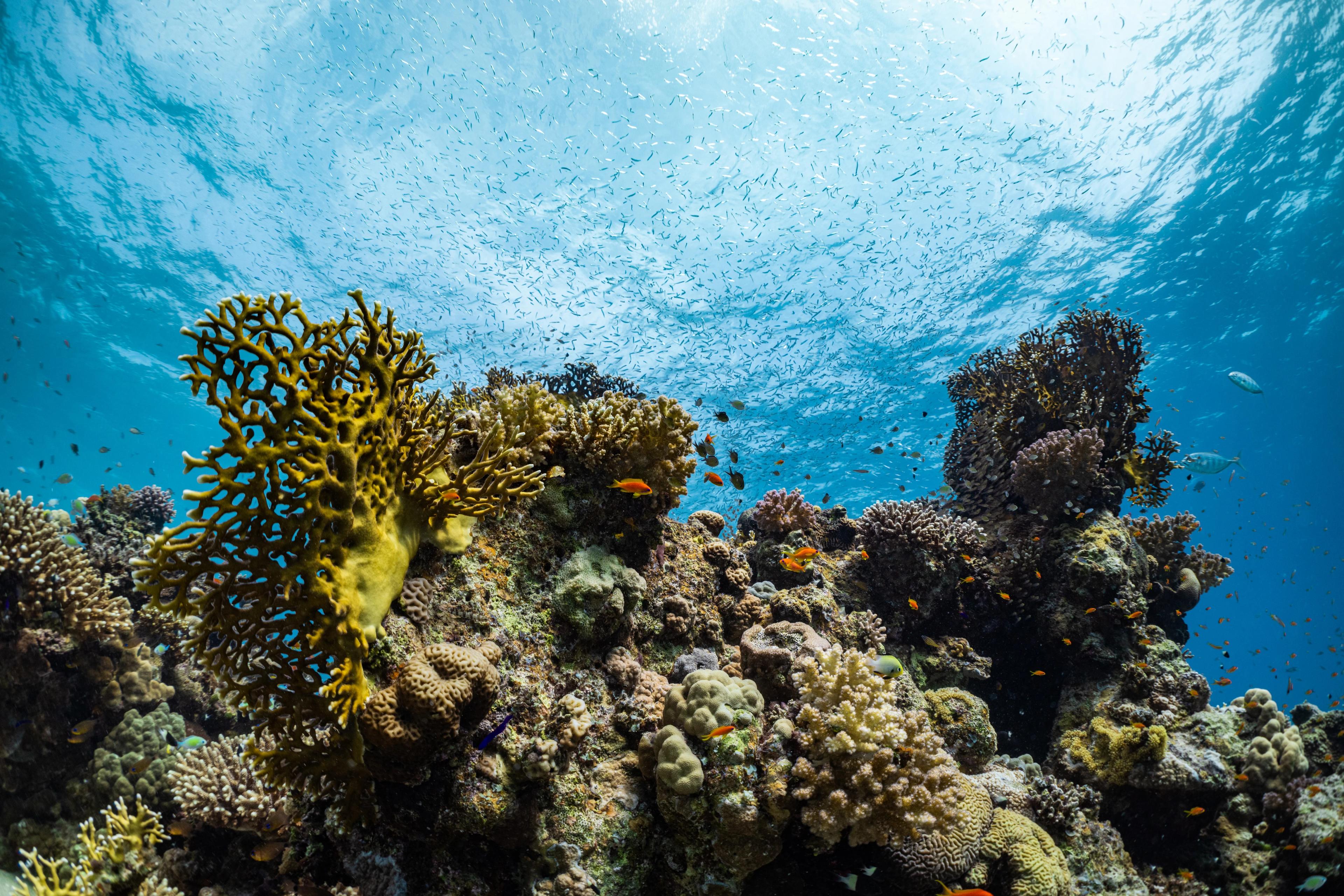 800-year-old coral colony discovered in the Red Sea
